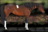 Horse Color:Bay Tobiano 