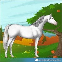 Horse Color:Gray White Spotted Silver Sable Champagne Dun Sabino Appaloosa 