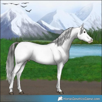 Horse Color:White Spotted Brown Onyx Sabino Near Leopard 