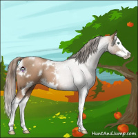 Horse Color:White Spotted Liver Chestnut Pearl Sabino Splash 