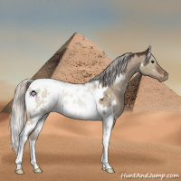 Horse Color:White Spotted Silver Brown Dun Tobiano Appaloosa 