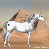 Horse Color:Gray White Spotted Sable Champagne Onyx Tobiano 