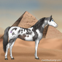 Horse Color:Brown Splash Tobiano Appaloosa 