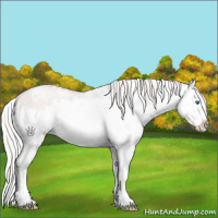 Horse Color:Platinum White Spotted Gold Cream Champagne Dun Splash 