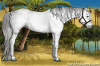 Horse Color:Gray White Spotted Liver Chestnut