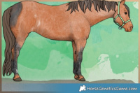 Horse Color:ERROR: UNKNOWN ANOMALY