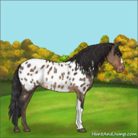 Horse Color:Brown Dun Appaloosa 