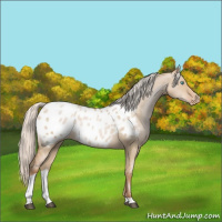 Horse Color:Silver Buckskin Pearl Dun Tobiano Appaloosa 