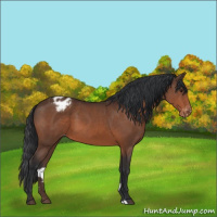 Horse Color:Brown Sabino Appaloosa Rabicano 