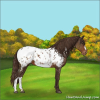 Horse Color:Liver Chestnut Appaloosa 