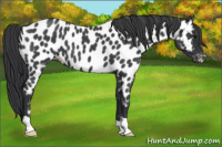 Horse Color:Blue Roan Near Leopard