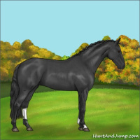 Horse Color:Blue Roan