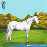 Horse Color:Gray White Spotted Brown Mushroom Sabino 