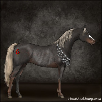 Horse Color:Liver Chestnut Rabicano 