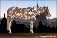Horse Color:Chestnut  and White Spotted Liver Chestnut Appaloosa