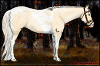 Horse Color:Palomino Roan Pearl Tobiano 