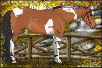 Horse Color:Bay Tobiano