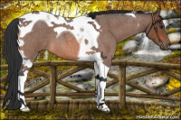 Horse Color:Bay Roan Tobiano