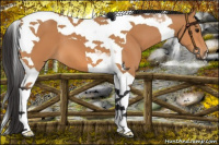 Horse Color:Bay Tobiano 