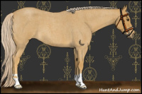 Horse Color:Palomino Roan 