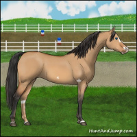 Horse Color:Bay Dun Splash Frame 