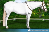 Horse Color:Brown Roan Pearl Splash Tobiano Near Leopard Rabicano 