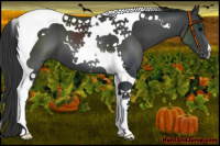Horse Color:Black Tobiano 