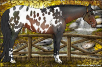 Horse Color:Brown Near Leopard 