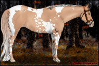 Horse Color:Gold Champagne Tobiano 