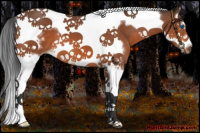 Horse Color:White Spotted Bay Splash Tobiano Frame 
