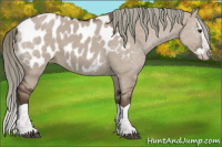 Horse Color:Liver Red Dun Mushroom Splash Appaloosa 