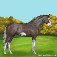 Horse Color:Liver Chestnut Mushroom Splash Frame