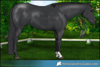 Horse Color:Black 