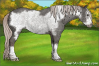Horse Color:Silver Black Frame 
