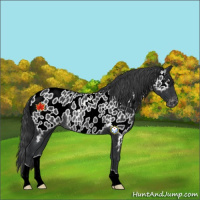 Horse Color:Black Appaloosa Rabicano 