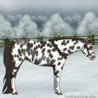 Horse Color:Liver Chestnut Appaloosa 