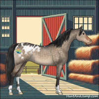 Horse Color:Brown Dun Appaloosa 