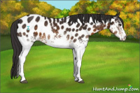 Horse Color:White Spotted Buckskin Appaloosa 