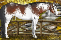 Horse Color:White Spotted Brown 