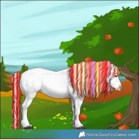 Horse Color:Painted White Spotted Silver Buckskin Dun Sabino Appaloosa 