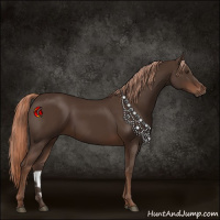 Horse Color:Liver Chestnut Rabicano 