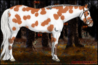 Horse Color:Silver Bay Sabino Splash