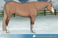 Horse Color:Red Dun 
