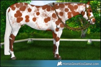 Horse Color:Silver Bay Sabino 