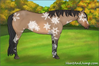 Horse Color:Bay Ice Dun 