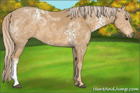 Horse Color:White Spotted Palomino Ice 