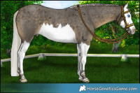 Horse Color:Silver Buckskin Roan Splash 