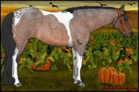 Horse Color:Brown Roan Tobiano 