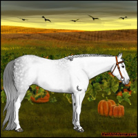 Horse Color:Gray Blue Roan Tobiano 