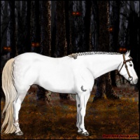 Horse Color:Gray Red Roan Tobiano 